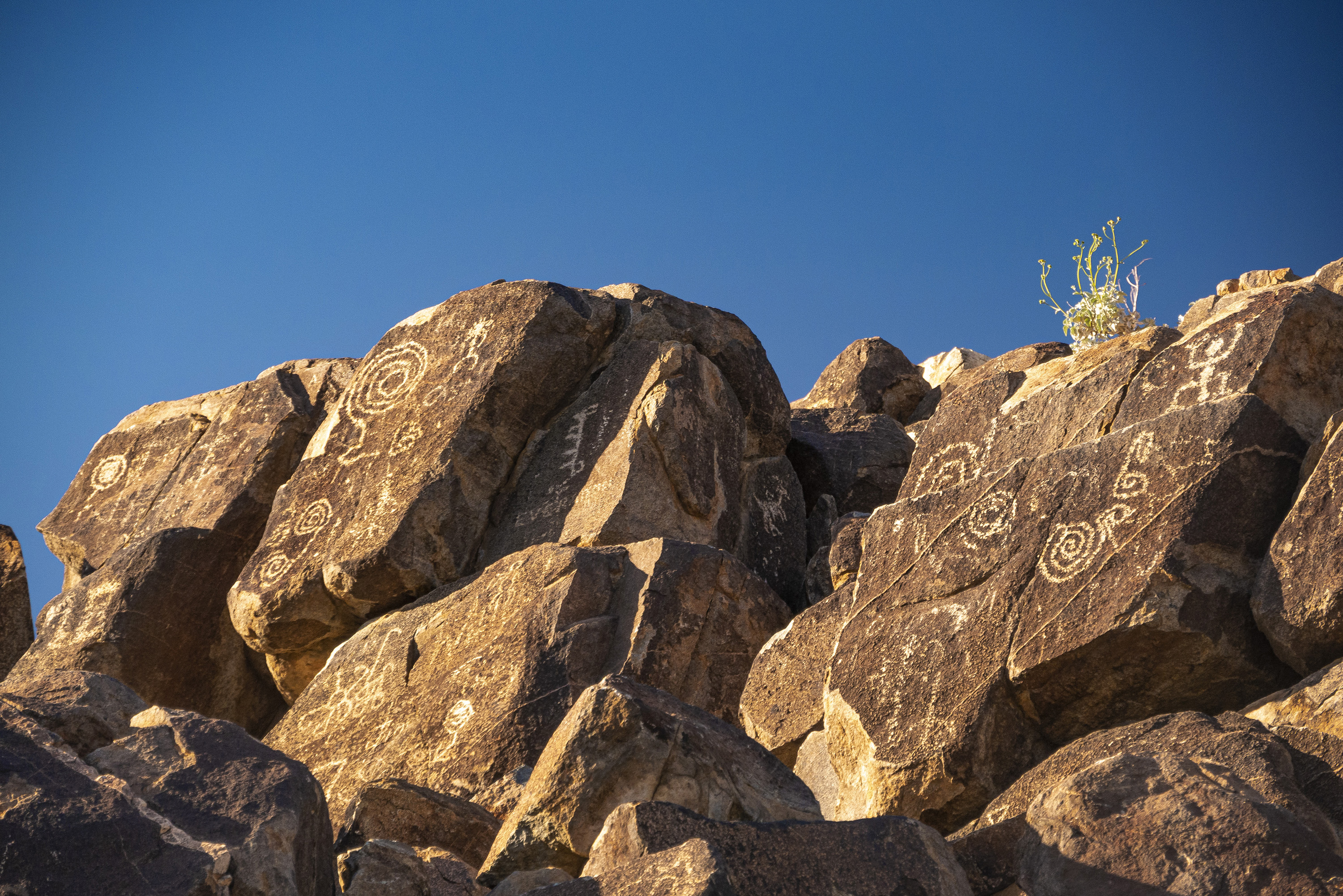 Petroglyphs, Saguaro National Park, Arizona