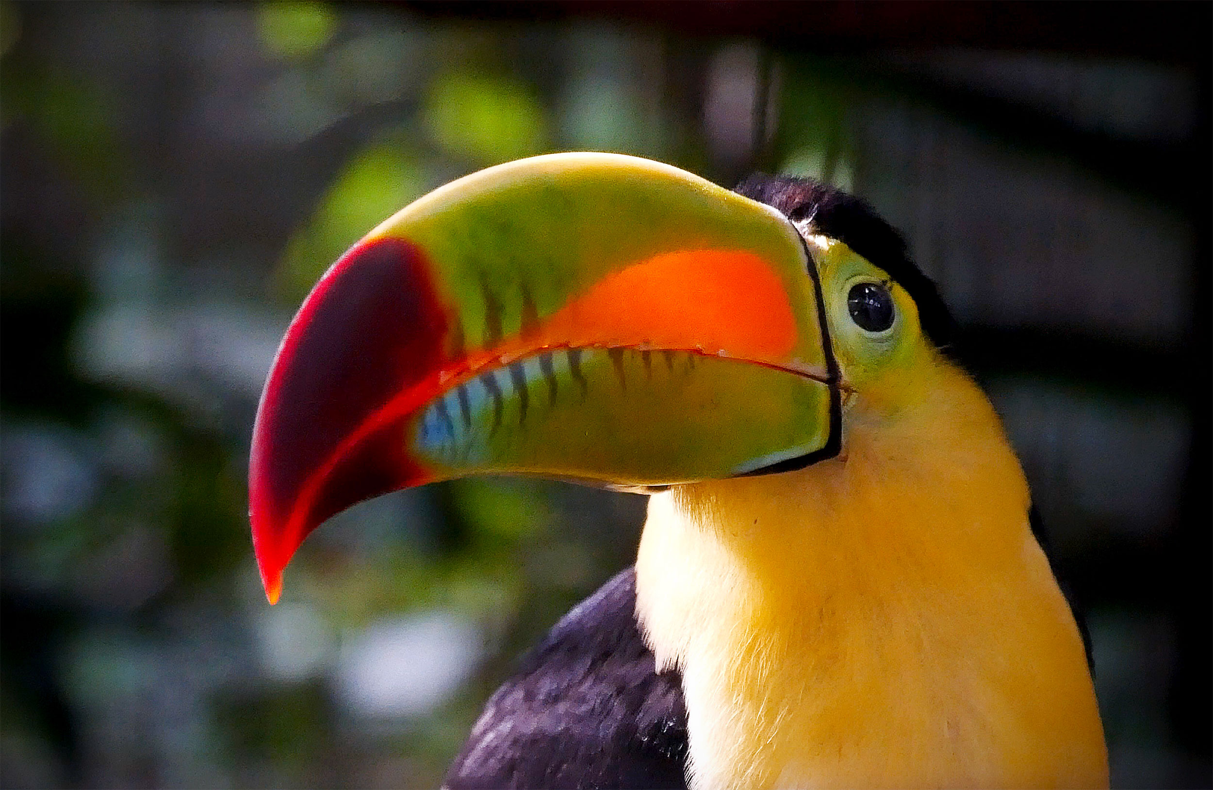 Toucan in Belize