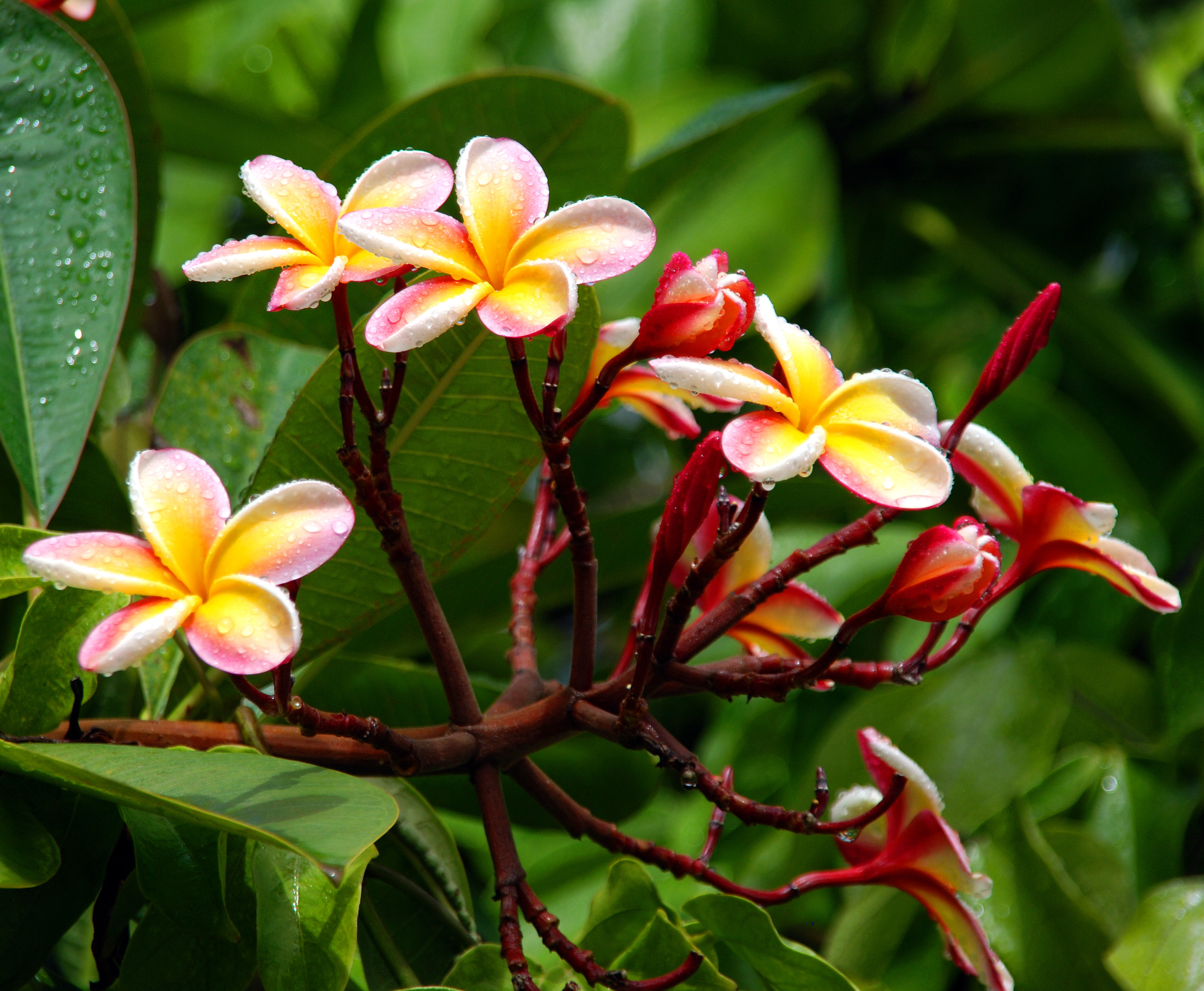 Plumeria blooms