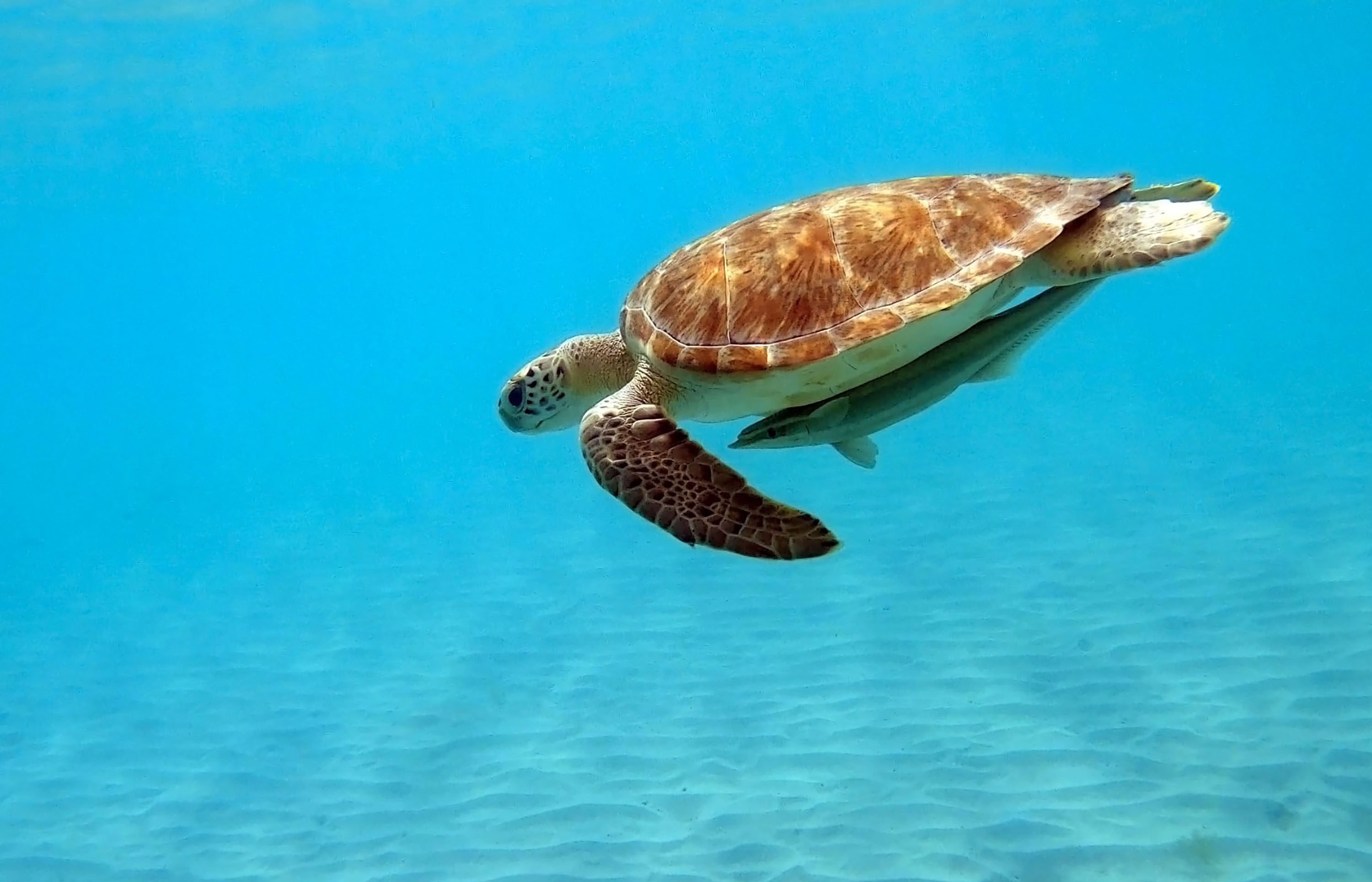 St. John, USVI, hawksbill turtle