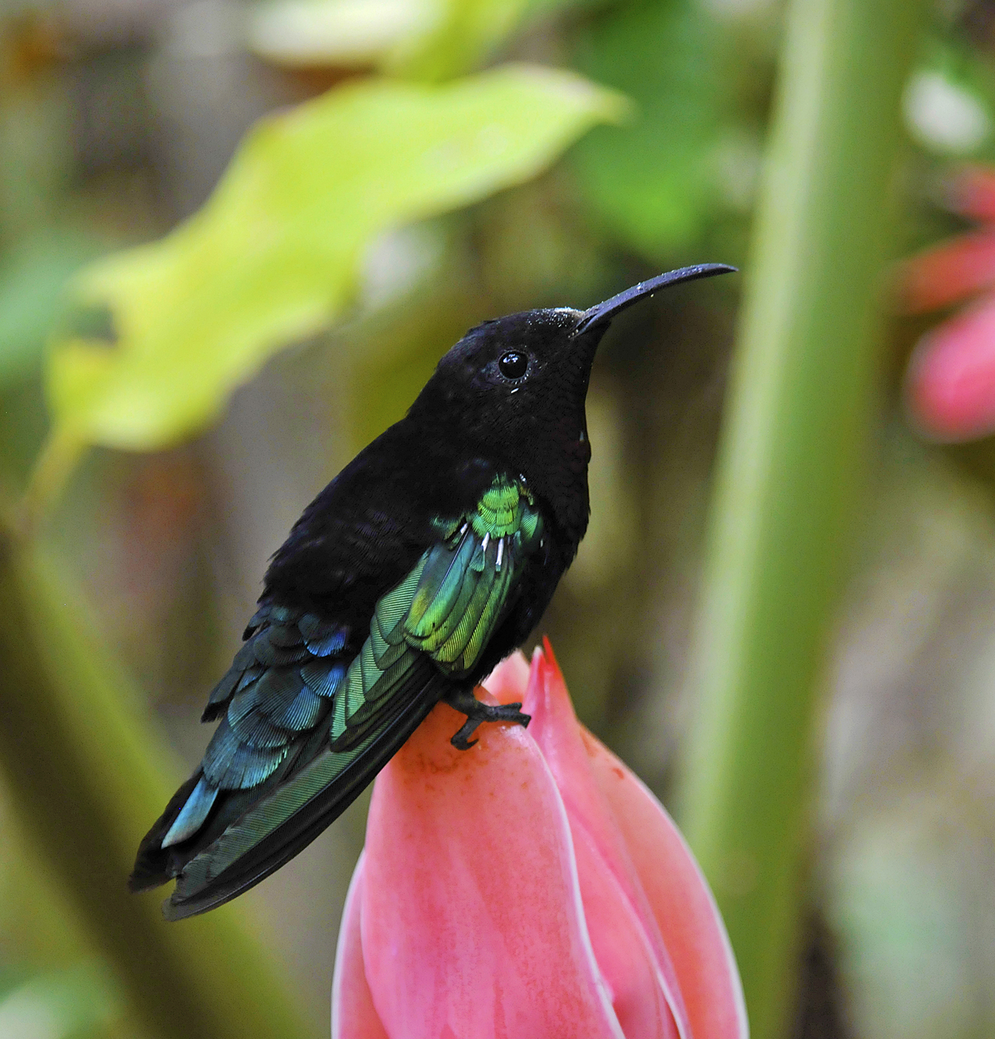 St. Lucia, Hummingbird on a cone ginger