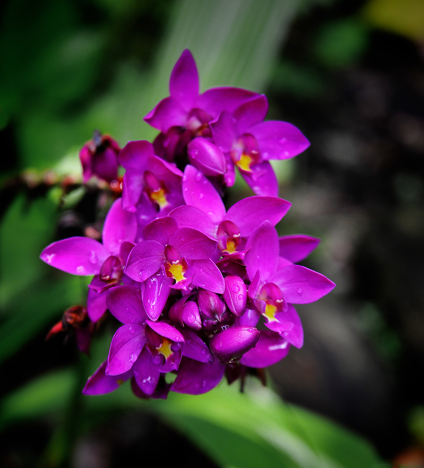 Ground orchid in St. Lucia
